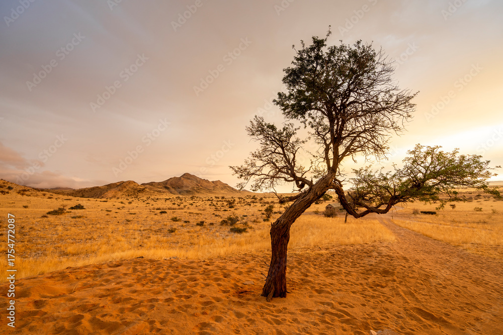 Obraz premium Golden sunset over the Namibian savanna with scattered trees on the horizon