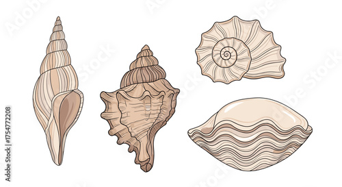 A collection of beautiful seashells found on the beach during a summer vacation trip.