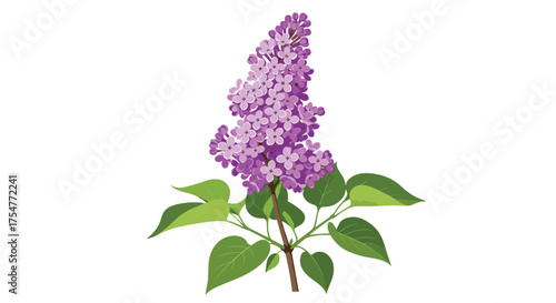A detailed illustration of a blooming purple lilac flower cluster with vibrant green leaves and a thin stem.