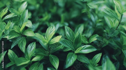 Wallpaper Mural A close-up of vibrant green leaves, showcasing their glossy texture and intricate shapes, creating a lush and refreshing atmosphere. Torontodigital.ca