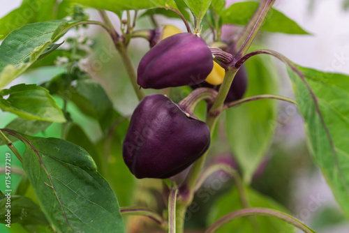 Wallpaper Mural Purple bell peppers on plant with natural background. Suitable for agricultural content, gardening themes, and eco-friendly food visuals. Torontodigital.ca