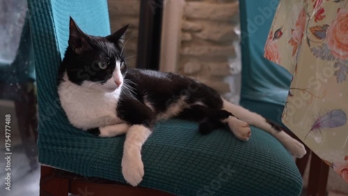 Cat in her chill zone