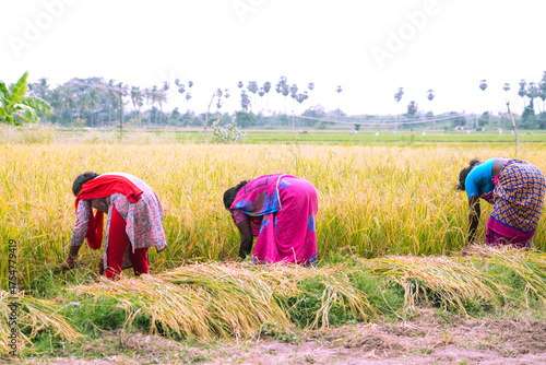 Farmers farming on their agricultural feild