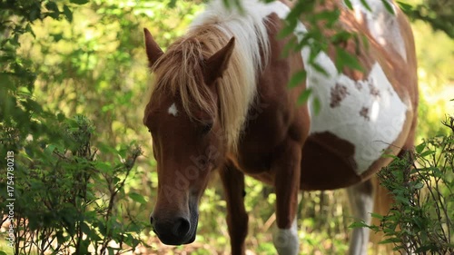 Close-up of a pregnant free-roaming horse grazing quietly among shrubs in Mount Rogers National Recreation Area, surrounded by soft sunlight filtering through lush green foliage.