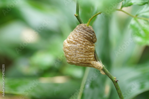 オオカマキリの卵