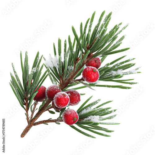Pine branch with red berries and snow