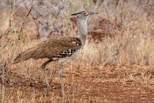 Kori Bustard