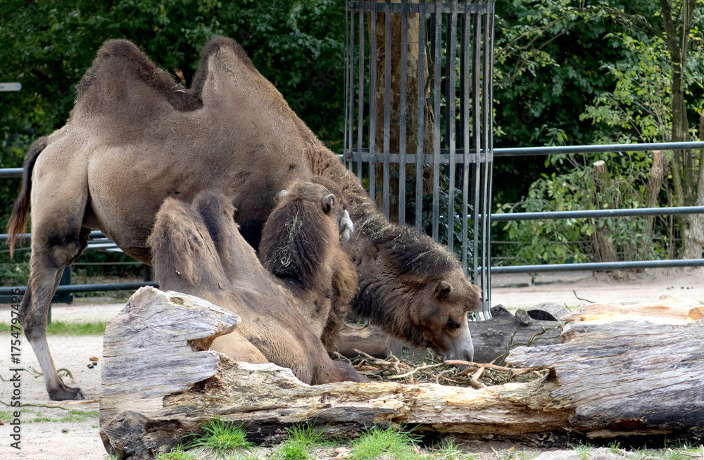 Obraz premium Dromeda, Kamel, Camel, 