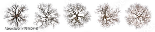 Wallpaper Mural PNG Intricate detailed tree branches, element set on transparent background Torontodigital.ca