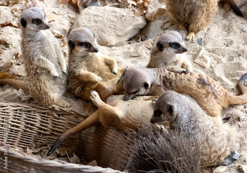 Obraz na plátně Erdmännchen, Rudel, Horde, wild, Tiere, Manguste