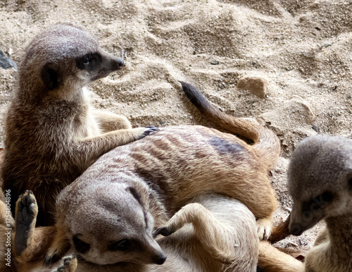 Fotografie Erdmännchen, Rudel, Horde, wild, Tiere, Manguste