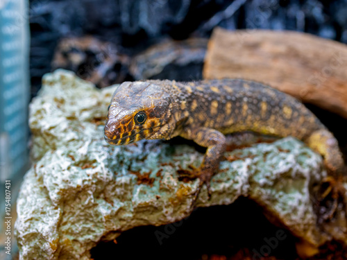 イボヨルトカゲのアップ