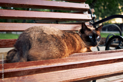 Mekong Bobtail cat with blue eyes resting on a wooden park bench