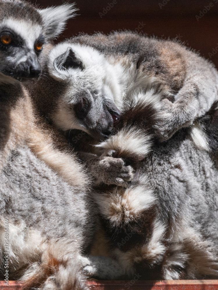 Obraz premium protected primate lemurs in natural habitat