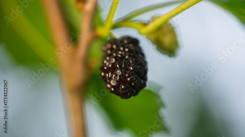 Mulberry tree's fruit.