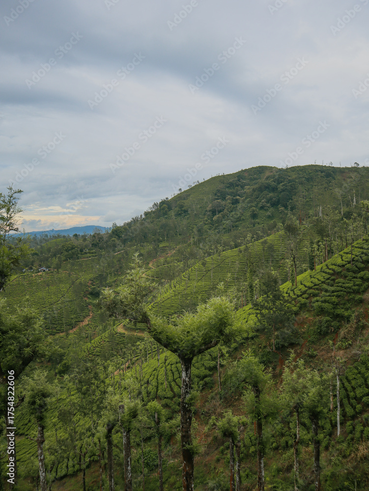 Obraz premium Tea plantations in Devala, Tamilnadu