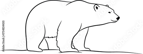 Polar bear arctic animal wildlife mammal predator white north ice nature drawing