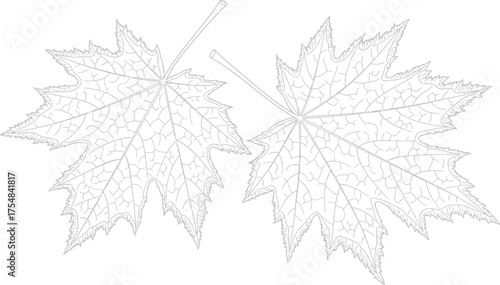 Maple leaf outline drawing botanical illustration nature art autumn fall season flora