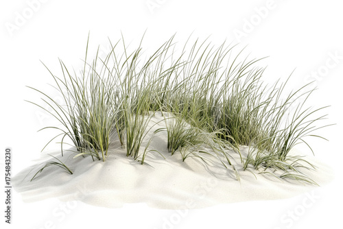 Dune grass on white sand isolated on a transparent background
