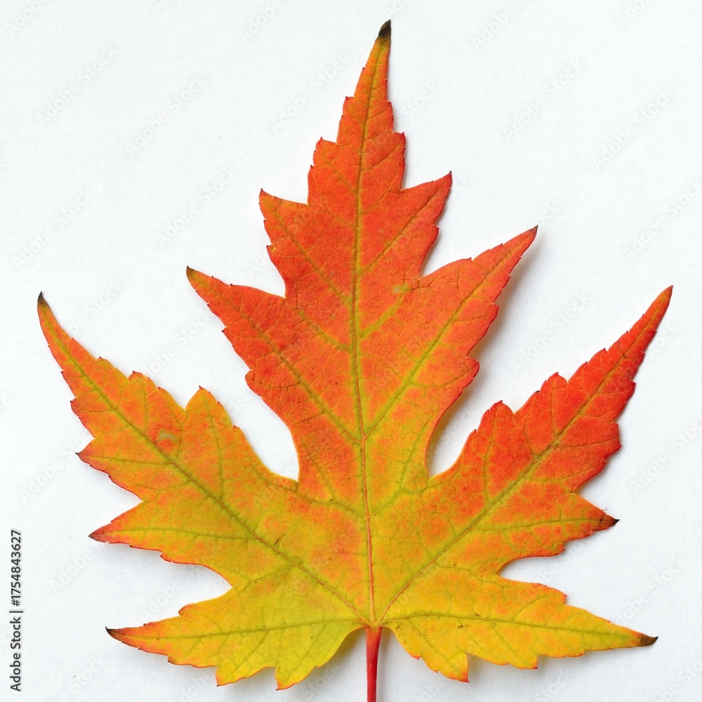 Fototapeta premium autumn maple leaf