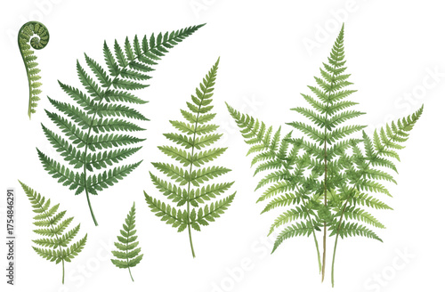 Fern frond isolated vector illustration, set of green Polypodiophyta plant le...