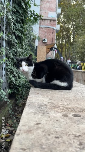 Vertical video with dolly zoom. Portrait of black white homeless stray street cat sits on stone wall on city street, looks around. Concept of wild life, pet care, animal. Meow. Sunny summer day