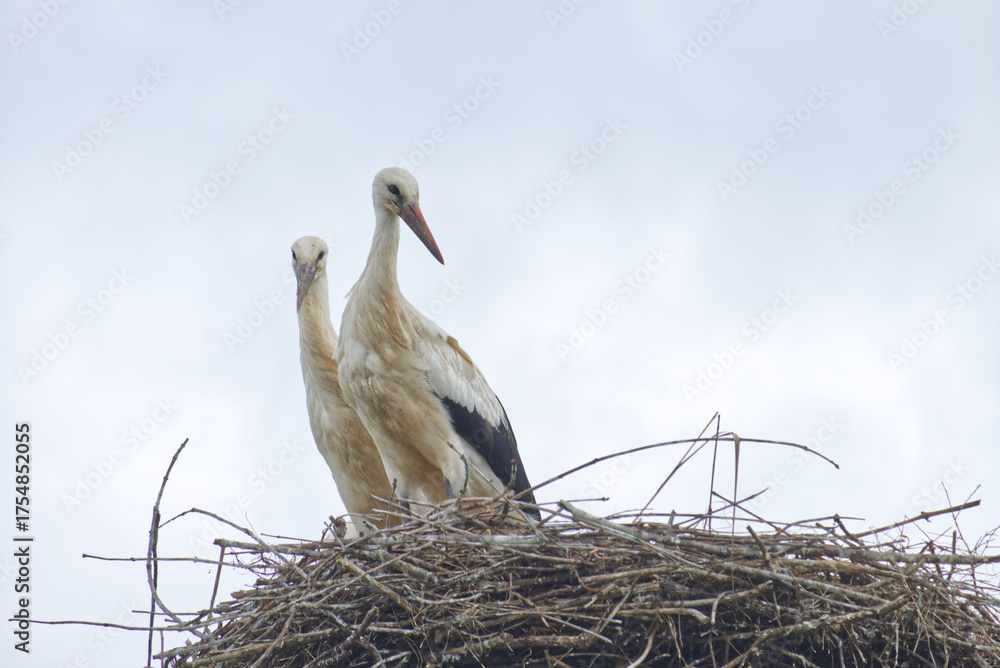 Fototapeta premium White Stork in the Nest