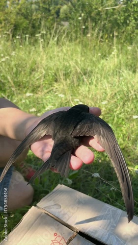 Man holds an injured bird Common swift in his hand that cannot fly. Vertical footage.