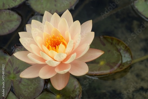 Seerose (Nymphaea spec.)