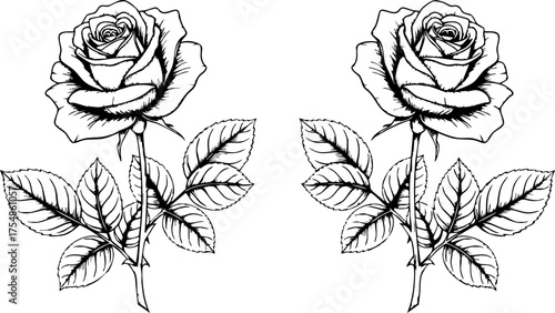 Canvastavla Elegant rose illustration for romantic designs, a timeless floral accent perfect