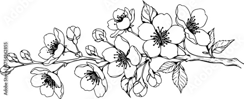 Obraz na płótnie Elegant black and white cherry blossom branch illustration evoking springtime be
