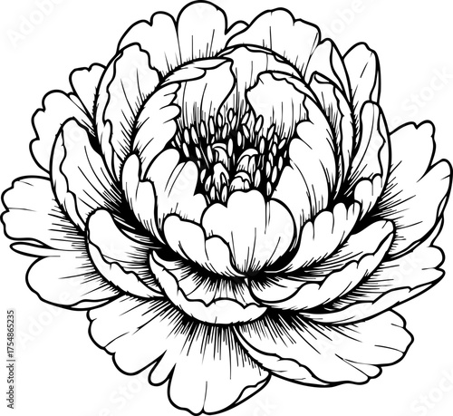 Quadro su tela Exquisite hand drawn peony flower illustration captures delicate beauty and time