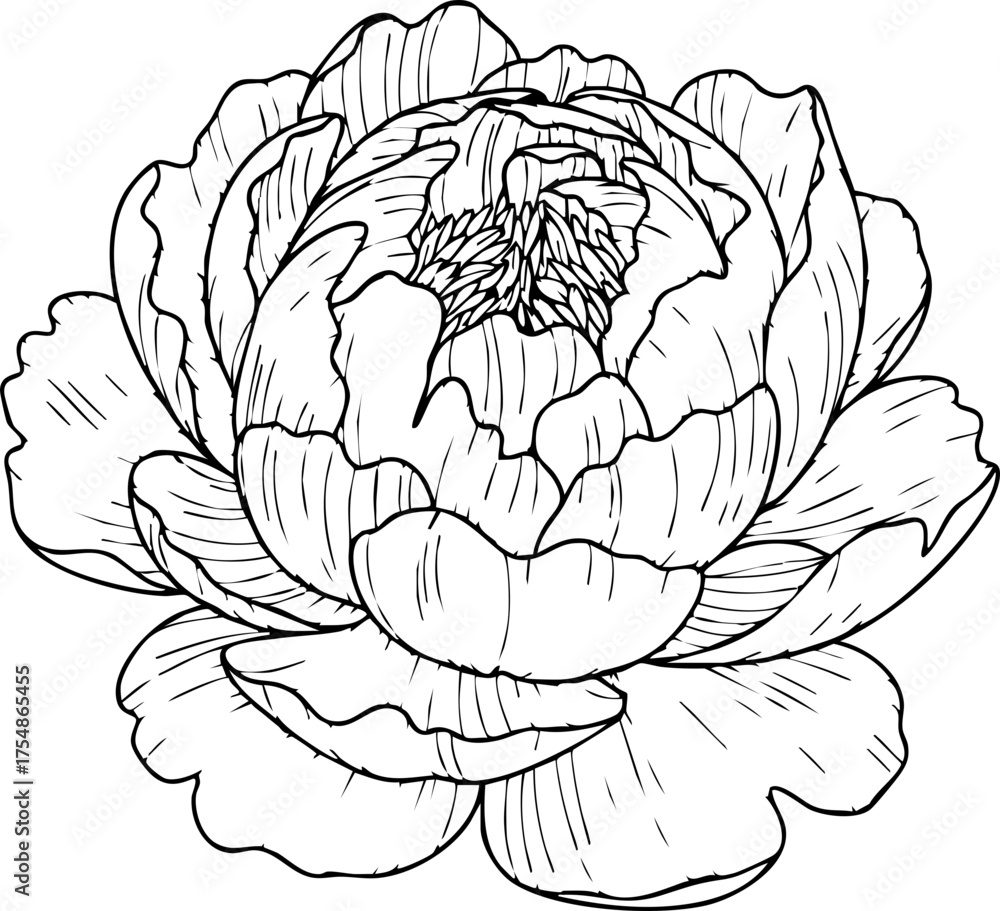 Obraz premium Elegant peony blossom line art, delicate floral sketch, perfect for wedding invitations, stationery, and natural decor designs.