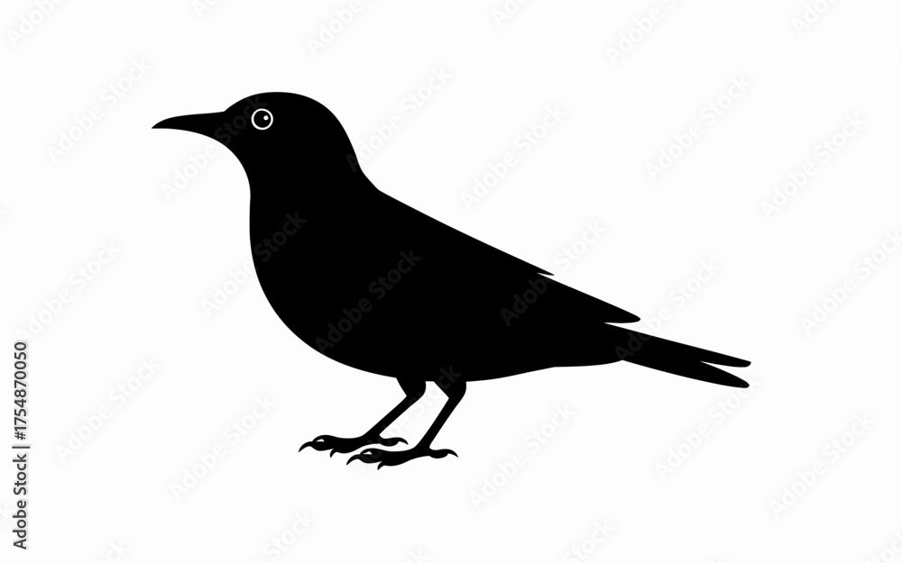 Obraz premium crow on white background