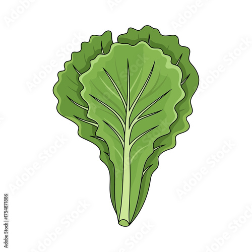 Green lettuce leaf graphic isolated