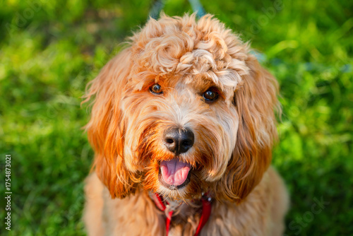 A portrait of a charming curly brown goldendoodle dog of breed Cavapoo outdoor in summer in green park.
