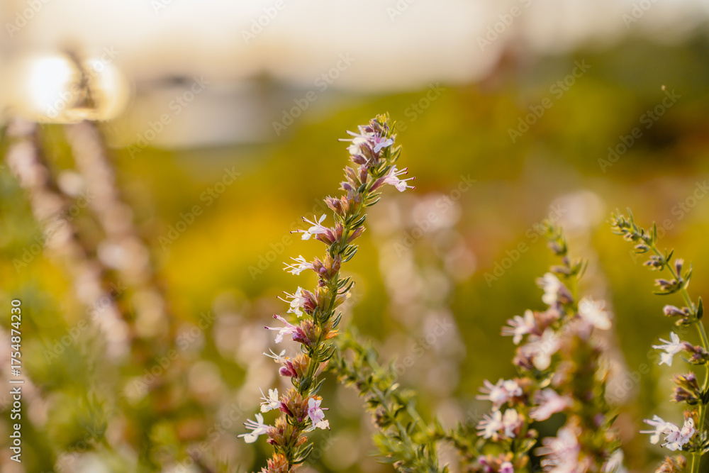 Naklejka premium Natural background of meadow flower at sunset