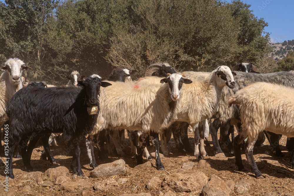 Fototapeta premium flock of sheep standing in the mountains near Ha Gorge, Crete, Greece. Some of the sheep lift their heads and look directly at the camera under bright Mediterranean sunlight.