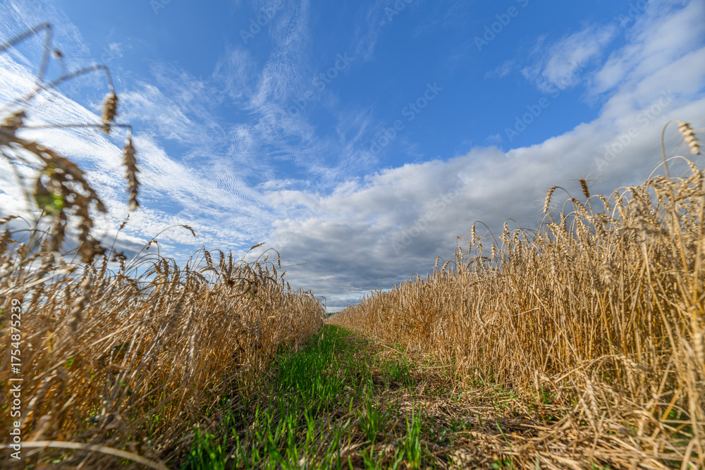 Fototapeta premium A Stunning Golden Wheat Field Spreading Under a Clear Blue Sky Filled with White Clouds