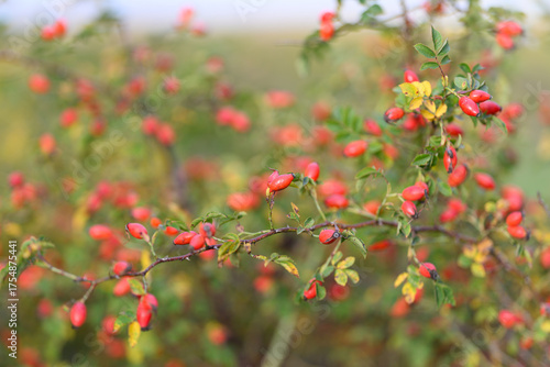A Collection of Vibrant Red Berries Growing on a Thorny Bush in the Heart of Nature