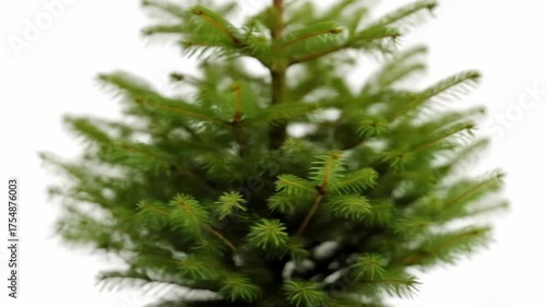 An evergreen tree, focus on its green needles, with a light blurred background. The tree sits centered, showing its detailed texture