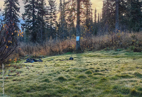 Forest Meadow at Sunset