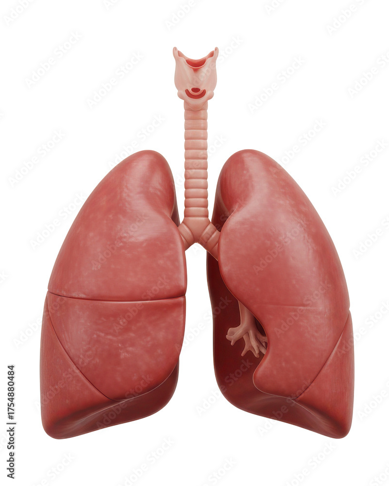 custom made wallpaper toronto digitalRealistic Human Lungs And Trachea Anatomical Medical Illustration On Transparent Background