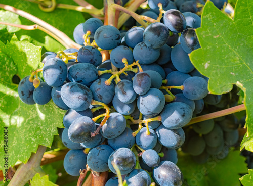 Close-up of ripe, dark grapes