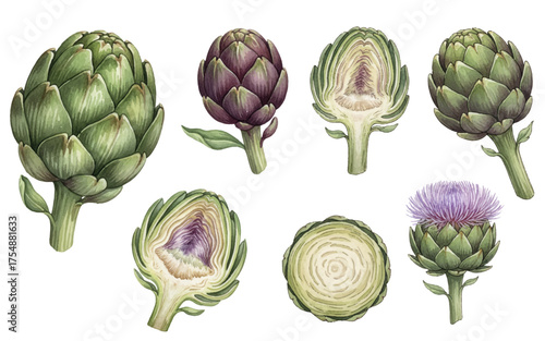 Globe artichoke, various stages and cuts vector set of botanical illustrations. Whole green and purple artichokes, cross-sections revealing the edible heart, and the fully bloomed thistle flower.