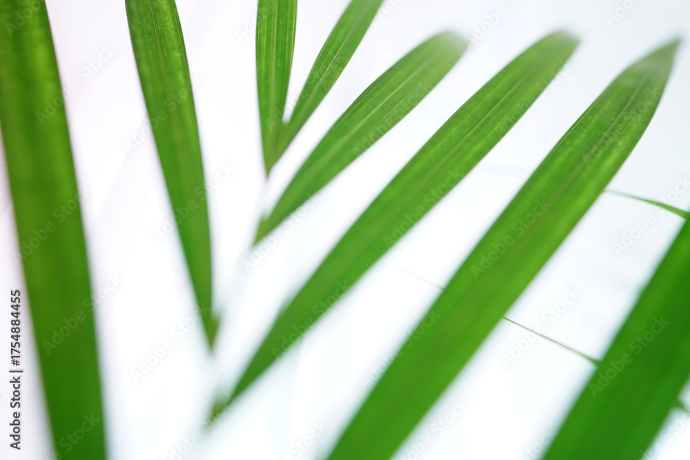 Fototapeta premium Close up of fresh green tropical Areca palm leaves against a bright white background. Minimalist, clean concept for nature, spa, or wellness themes