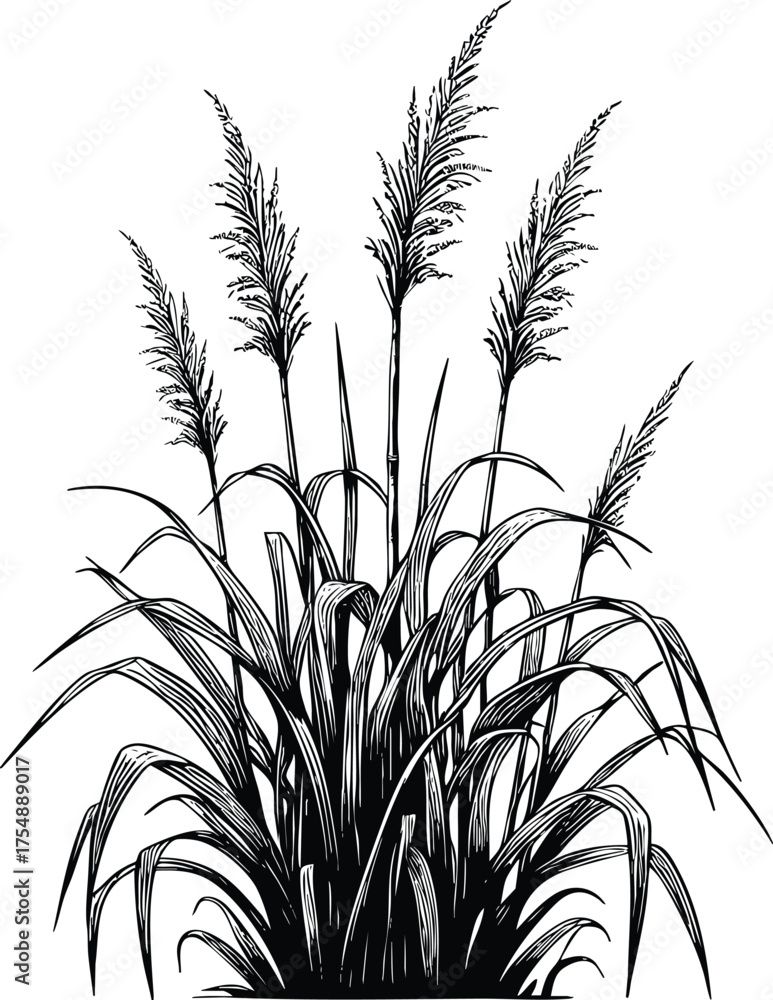 Obraz premium Tall kans grass silhouette vector illustration isolated on a white background