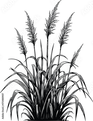 Tall kans grass silhouette vector illustration isolated on a white background
