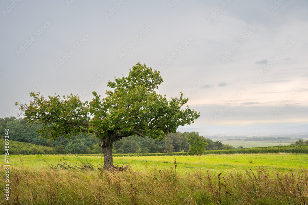 Obraz premium Wide meadow landscape under a cloudy sky with scattered trees, Lake Neusiedl National Park, Burgenland, Austria, Europe