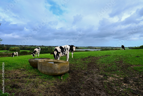 Bilde på lerret Black and white cows drink from a trough on a muddy, grassy hillside, typical of the rolling, pastoral landscape of South Limburg under a cloudy autumn sky